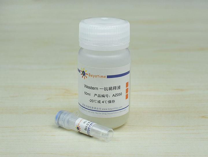 Bcl-2 Rabbit Polyclonal Antibody